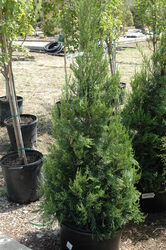 Juniperus chinensis 'Hetzi Columnaris' — photo 1